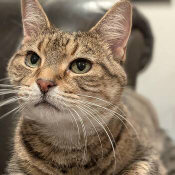 Princess Martha May -  American Shorthair Cat for Adoption in Bloomfield, New Jersey - Princess Martha May | PetCurious