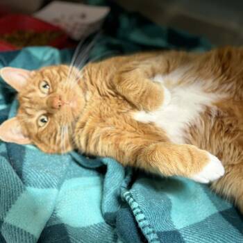 Domestic Short Hair Cats Available for Adoption - Frankie | PetCurious