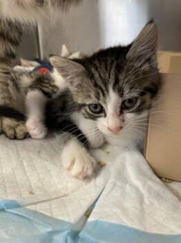 Intern -  Domestic Short Hair Cat for Adoption in Roseville, California - Intern | PetCurious