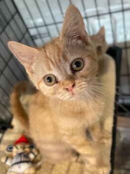 Empanada -  Domestic Short Hair Cat for Adoption in Cincinnati, Ohio - Empanada | PetCurious