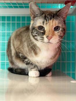 Domestic Short Hair Cats Available for Adoption in St. Helens, Oregon - Clara | PetCurious