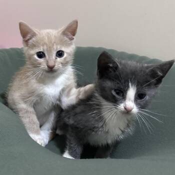Chip -  Domestic Short Hair Cat for Adoption in Bloomington, Illinois - Chip | PetCurious