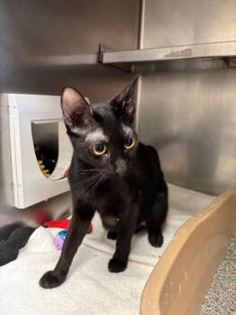 Marge -  Domestic Short Hair Cat for Adoption in Liverpool, New York - Marge | PetCurious