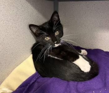 Julianne -  Tuxedo Cat for Adoption in New Rochelle, New York - Julianne | PetCurious