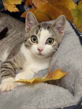 Rescue Domestic Short Hair Cats for Adoption - Minako | PetCurious