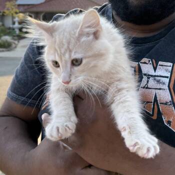 Rescue Maine Coon and Domestic Long Hair Cats for Adoption in Napa, California - Butterz( AP) | PetCurious