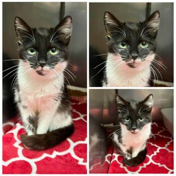 Tuesa -  Domestic Short Hair Cat for Adoption in New York, New York - Tuesa | PetCurious