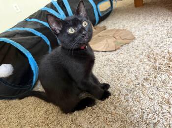 Onyx -  Domestic Short Hair Cat for Adoption in Renton, Washington - Onyx | PetCurious