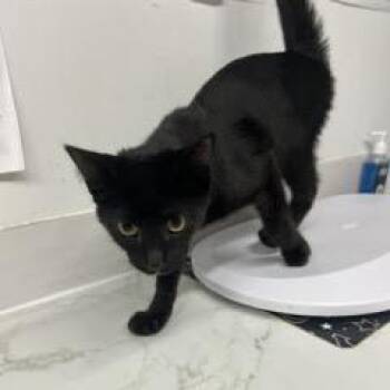 Hermes -  Domestic Short Hair Cat for Adoption in St. Louis, Missouri - Hermes | PetCurious