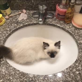 Ragdoll Cats Available for Sale - Suki  | PetCurious