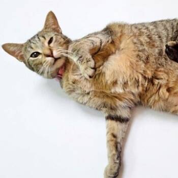 Tabby Cats Available for Adoption in Dallas, Texas - Foxtrot | PetCurious