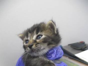 A382704 -  Domestic Short Hair Cat for Adoption in Ocala, Florida - A382704 | PetCurious