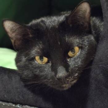 Rescue Domestic Short Hair Cats for Adoption in Falls Church, Virginia - Starsky | PetCurious