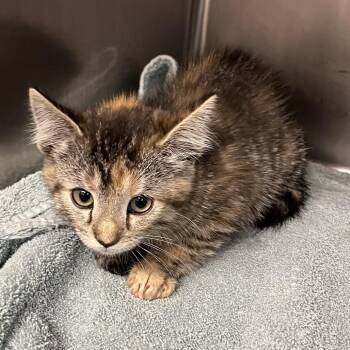Kettle Corn -  Domestic Short Hair Cat for Adoption in Cheyenne, Wyoming - Kettle Corn | PetCurious