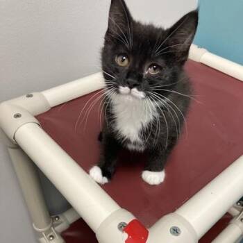Quartz -  Domestic Short Hair Cat for Adoption in Janesville, Wisconsin - Quartz | PetCurious