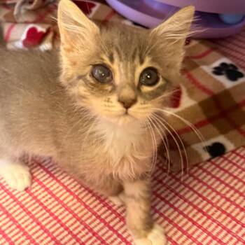 Melissa Duck -  Domestic Short Hair Cat for Adoption in Goleta, California - Melissa Duck | PetCurious