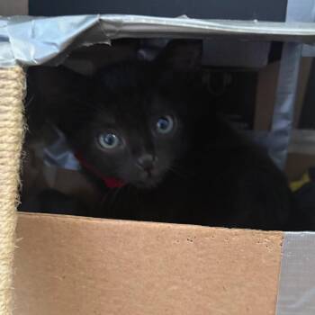 Cinnamon Twists 28 -  Domestic Short Hair Cat for Adoption in Austin, Texas - Cinnamon Twists 28 | PetCurious