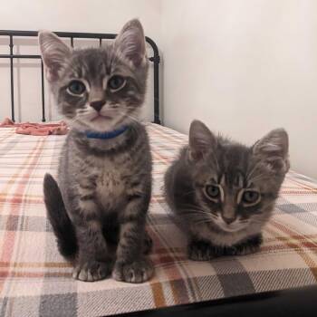 Jake -  Domestic Short Hair Cat for Adoption in Chicago, Illinois - Jake | PetCurious
