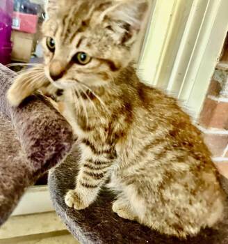 Tweed -  Domestic Short Hair Cat for Adoption in Franklin, West Virginia - Tweed | PetCurious