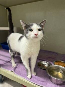 Poopsie -  Domestic Short Hair Cat for Adoption in Marion, Ohio - Poopsie | PetCurious