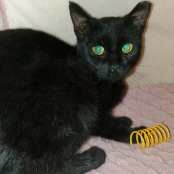 Rescue Domestic Short Hair Cats for Adoption in Union, Missouri - Ember | PetCurious