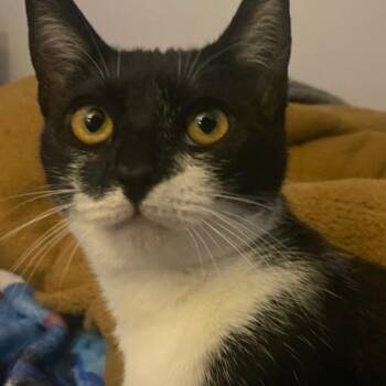 Domestic Short Hair Cats Available for Adoption in Long Beach, California - Halo | PetCurious