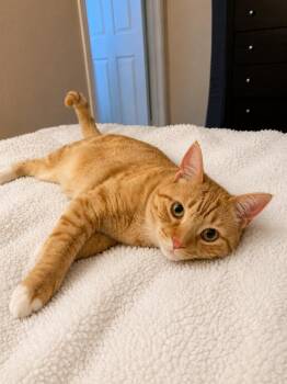 Waffles (Bonded to Smokey) -  Domestic Short Hair Cat for Adoption in West Hollywood, California - Waffles (Bonded To Smokey) | PetCurious