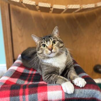 Rescue Domestic Short Hair Cats for Adoption in Fargo, North Dakota - Sonder***ADOPTION PENDING*** | PetCurious