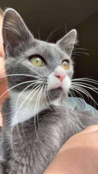 Rescue Domestic Short Hair Cats for Adoption in Raleigh, North Carolina - Voodoo | PetCurious