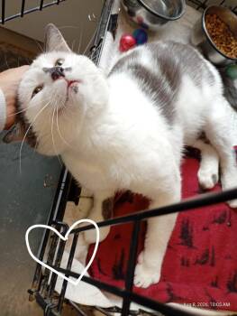 Manuel -  Domestic Short Hair Cat for Adoption in Saint James, Minnesota - Manuel | PetCurious
