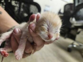 Persimmon -  Domestic Short Hair Cat for Adoption in Gainesville, Florida - Persimmon | PetCurious