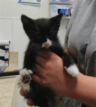 MARIE -  Domestic Short Hair Cat for Adoption in Albuquerque, New Mexico - MARIE | PetCurious