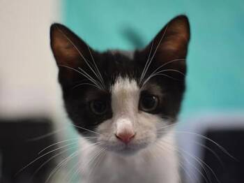 Ice Cream -  Domestic Short Hair Cat for Adoption in Portland, Oregon - Ice Cream | PetCurious