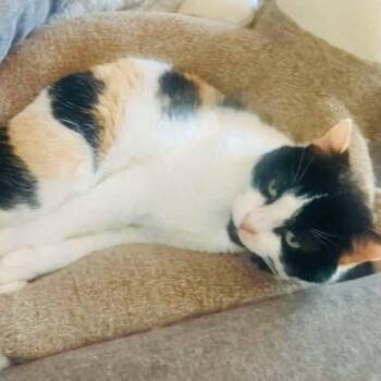 Rescue Domestic Short Hair Cats for Adoption in Little Mountain, South Carolina - Noelle | PetCurious