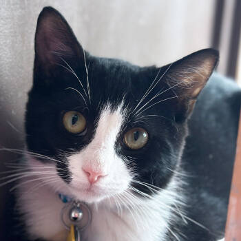 Rescue Domestic Short Hair Cats for Adoption in Port Washington, New York - Gym | PetCurious