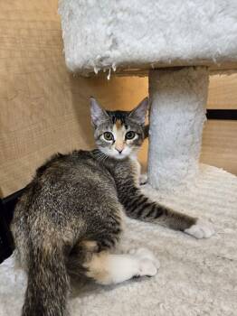 Domestic Short Hair Cats Available for Adoption - Ginger Spice | PetCurious