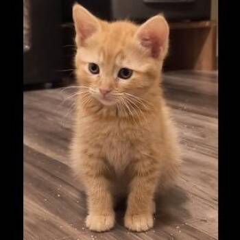 Domestic Short Hair Cats Available for Adoption in Prescott, Arizona - Poppy | PetCurious