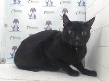 MOCHI -  Domestic Short Hair Cat Available for Adoption in Orlando, Florida - MOCHI | PetCurious
