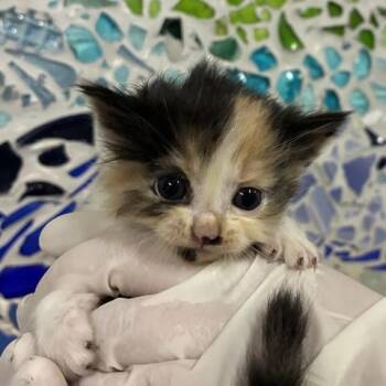 TANNER -  Domestic Medium Hair Cat for Adoption in Pensacola, Florida - TANNER | PetCurious