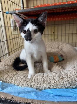 Cassiopeia -  Domestic Short Hair Cat for Adoption in Cincinnati, Ohio - Cassiopeia | PetCurious