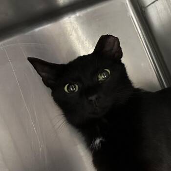 Night Crawler -  Domestic Short Hair Cat for Adoption in Corbin, Kentucky - Night Crawler | PetCurious