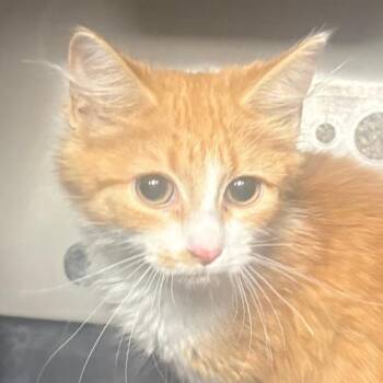 Candy Corn -  Domestic Short Hair Cat for Adoption in Allentown, Pennsylvania - Candy Corn | PetCurious