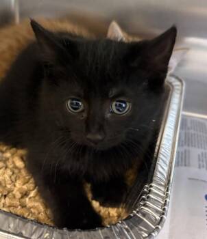 If 8 -  Domestic Short Hair Cat for Adoption in Lawrenceville, Georgia - If 8 | PetCurious