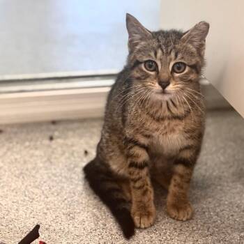 Domestic Short Hair Cats Available for Adoption in Wheeling, Illinois - Blaze | PetCurious