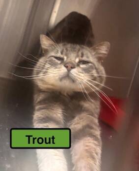 Domestic Short Hair Cats Available for Adoption in Zimmerman, Minnesota - Trout | PetCurious