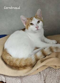 Cornbread -  Domestic Short Hair Cat for Adoption in Wapakoneta, Ohio - Cornbread | PetCurious