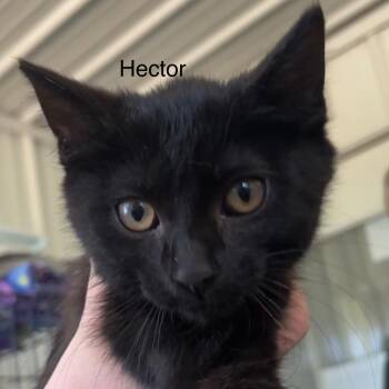 Hector -  Domestic Short Hair Cat for Adoption in Hartford City, Indiana - Hector | PetCurious