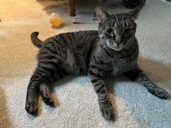 Elma -  Domestic Short Hair Cat for Adoption in Fairfax, Virginia - Elma | PetCurious