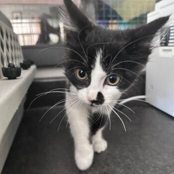 Moss Agate -  Domestic Short Hair Cat for Adoption in Davenport, Iowa - Moss Agate | PetCurious
