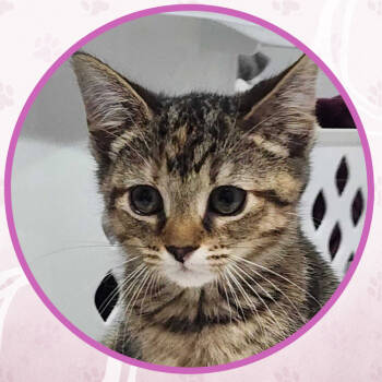 Rescue Domestic Short Hair Cats for Adoption in Toms River, New Jersey - Gremlin | PetCurious